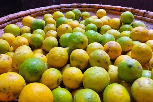 A woven basket filled with a harvest of citrus fruits, showing a mix of ripening green limes and yellow lemons